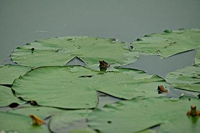 卡牌游戏《卡片战斗先导者DD》 将于11月登陆NS＆PC平台